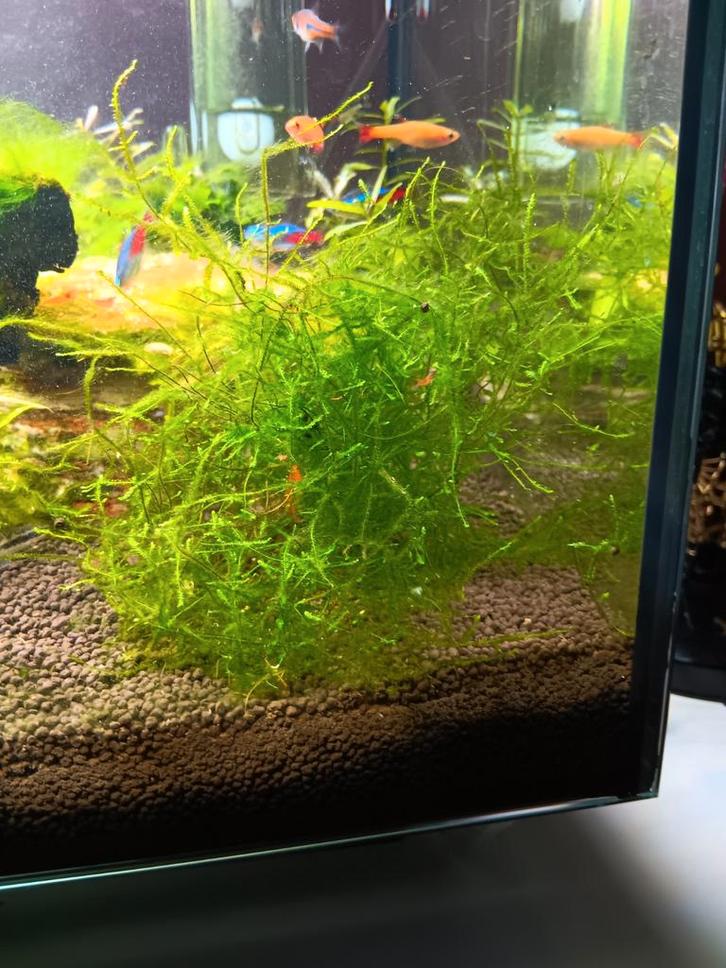 Javamos, aquarium mos, Dieren en Toebehoren, Vissen | Aquaria en Toebehoren, Zo goed als nieuw, Plant(en), Steen of Hout, Ophalen