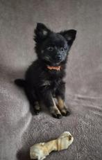 Pomchi pup te koop jongetje, Dieren en Toebehoren, Reu, 8 tot 15 weken, Parvo, Eén hond