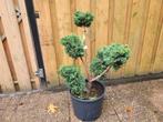 Juniperus chin bleu vormsnoei, Ophalen, Overige soorten, Volle zon