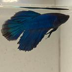 Betta splendens man 70, Dieren en Toebehoren, Vis