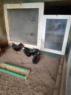 Java krielen te koop, Dieren en Toebehoren, Pluimvee, Meerdere dieren, Kip