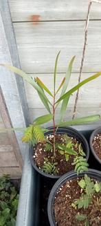 Acacia maidenii planten, Ophalen of Verzenden, Volle zon, Overige soorten, Minder dan 100 cm
