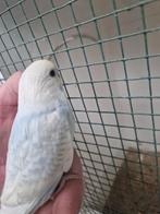 parkiet jong baby s grasparkieten volière, Dieren en Toebehoren, Vogels | Parkieten en Papegaaien, Meerdere dieren, Parkiet, Geringd