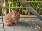 Konijn, Dieren en Toebehoren, Konijnen, Mannelijk, Dwerg, 3 tot 5 jaar
