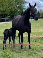 Tekoop aangeboden voor een forever home 23 jarige merrie, Merrie, Recreatiepaard, 11 jaar of ouder