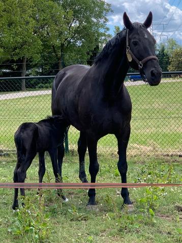 Tekoop aangeboden voor een forever home 23 jarige merrie beschikbaar voor biedingen