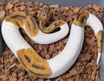Ball Python Clown Pied Dame nk25, Dieren en Toebehoren, Reptielen en Amfibieën, Slang, 0 tot 2 jaar