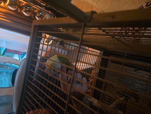 GEZOCHT Pyrrhura maatje, Dieren en Toebehoren, Vogels | Parkieten en Papegaaien, Papegaai, Meerdere dieren