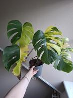 Monstera Aurea Variegata, Ophalen of Verzenden, Overige soorten, Minder dan 100 cm