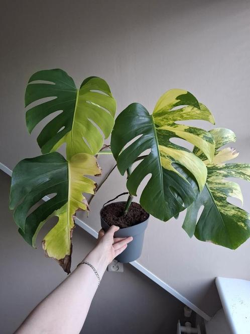Monstera Aurea Variegata, Huis en Inrichting, Kamerplanten, Overige soorten, Minder dan 100 cm, Ophalen of Verzenden