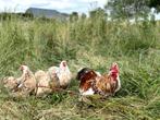 Cochin kriel kippen verschillende kleuren, gesekst en ingeën, Dieren en Toebehoren, Vrouwelijk, Kip