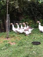 Twentse landganzen gans, Dieren en Toebehoren, Meerdere dieren, Eend