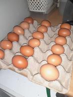 Broedeieren Barnevelder groot, Dieren en Toebehoren, Pluimvee, Geslacht onbekend, Kip