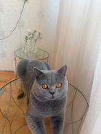 Brite kort haar voor dekking!!!, Dieren en Toebehoren, Kater