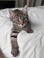 Kittens (tabby), Dieren en Toebehoren, Katten en Kittens | Overige Katten, Kater