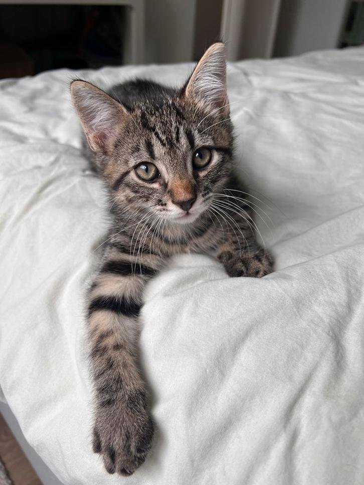 Kittens (tabby), Dieren en Toebehoren, Katten en Kittens | Overige Katten, Kater