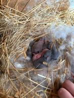 Nestje Nederlandse Hangoor Dwerg NHD, Dieren en Toebehoren, Meerdere dieren, Dwerg, Hangoor