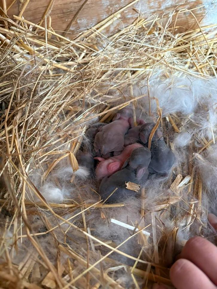 Nestje Nederlandse Hangoor Dwerg NHD, Dieren en Toebehoren, Konijnen, Dwerg, Meerdere dieren, Hangoor