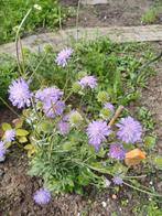 Beemdkroon Arvensis, Ophalen of Verzenden, Voorjaar, Volle zon, Zaad