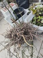 Asperges wortels te koop, Ophalen, Zomer, Overige soorten, Volle zon