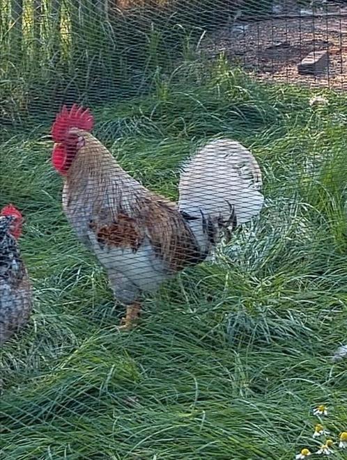 Zweedse bloemenkip haan, gratis, Dieren en Toebehoren, Pluimvee, Kip, Mannelijk