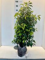 Prunus laur Angustifolia, Bloeit niet, Halfschaduw, Minder dan 100 cm, Overige soorten