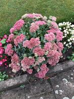 Sedum, Ophalen, Zomer, Overige soorten
