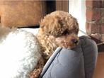 Toy poedel pup met Fci, Poedel, Reu, CDV (hondenziekte), 8 tot 15 weken