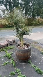 Olijfboom in wijnvat, Bloeit niet, 100 tot 250 cm, Olijfboom, Ophalen