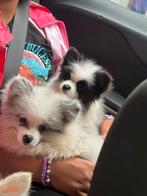 Pomeriaan puppies mogen weg, Dieren en Toebehoren, Keeshond, Reu, 8 tot 15 weken, Meerdere