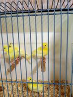 4 Kanaries, Meerdere dieren, Kleurkanarie