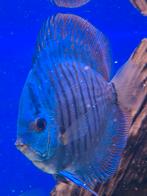 Discusvis discus ca 14cm, Dieren en Toebehoren, Vissen | Aquariumvissen, Vis
