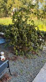 Krulhazelaar, Tuin en Terras, Planten | Struiken en Hagen, Ophalen, Overige soorten, 100 tot 250 cm