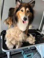 Hond trimmen, Trimmen of Verzorging