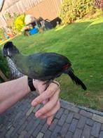 Tamme witwangtoerako, Kip