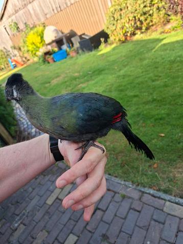 Tamme witwangtoerako beschikbaar voor biedingen