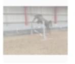 gezocht schimmel paard, Dieren en Toebehoren, Paarden, Merrie, Zadelmak, Springpaard, 3 tot 6 jaar
