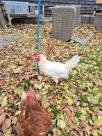 Witte Leghorn haan, Dieren en Toebehoren, Mannelijk, Kip
