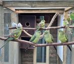 Bergparkieten, Dieren en Toebehoren, Meerdere dieren, Parkiet
