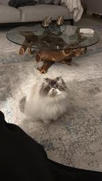 Kittens afkomstig van persian