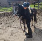 Super lieve, knappe kinder pony, Ruin, Recreatiepaard