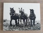 Vintage zwart/wit foto Zeeuwse Werkpaarden, Minder dan 50 cm, Gebruikt, Oorspronkelijke maker, Ophalen of Verzenden
