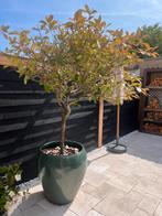 Glansmispel met pot stam omtrek 18 cm!, Overige soorten, Lente, Minder dan 100 cm, Ophalen