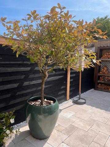 Glansmispel met pot stam omtrek 18 cm!  beschikbaar voor biedingen