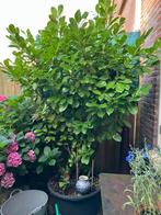 Prachtige LAURIER in pot zoekt tuin…., Tuin en Terras, Planten | Bomen, Ophalen, In pot, Halfschaduw, Overige soorten