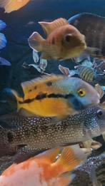 Zuid amerikaanse cichliden, Vis, Zoetwatervis, Schoolvis