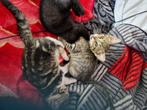 Bengalen kittens, Dieren en Toebehoren, Katten en Kittens | Raskatten | Korthaar, Meerdere dieren, 0 tot 2 jaar, Ontwormd