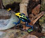 Dendrobates tinctorius “Brasil”, Dieren en Toebehoren, Amfibie, 0 tot 2 jaar