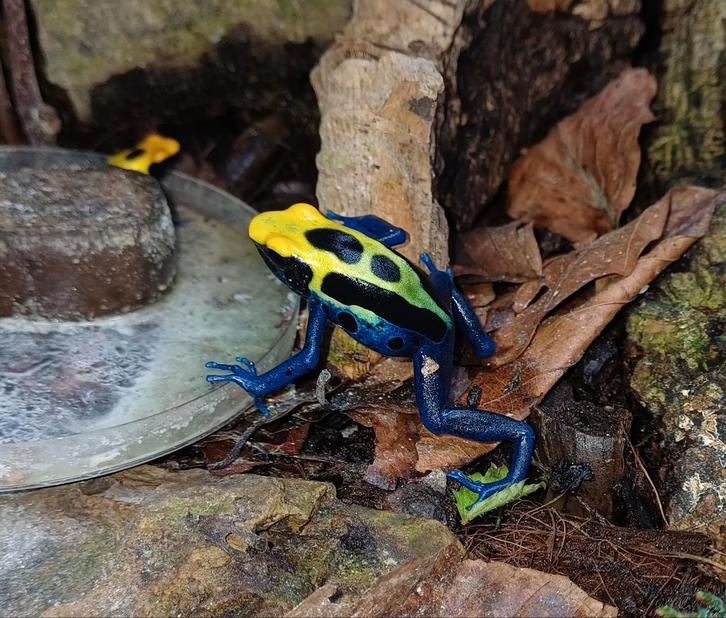 Dendrobates tinctorius “Brasil”