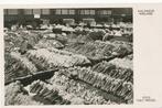 AALSMEER 1952 Bloemen veiling, Verzenden, 1940 tot 1960, Gelopen, Noord-Holland